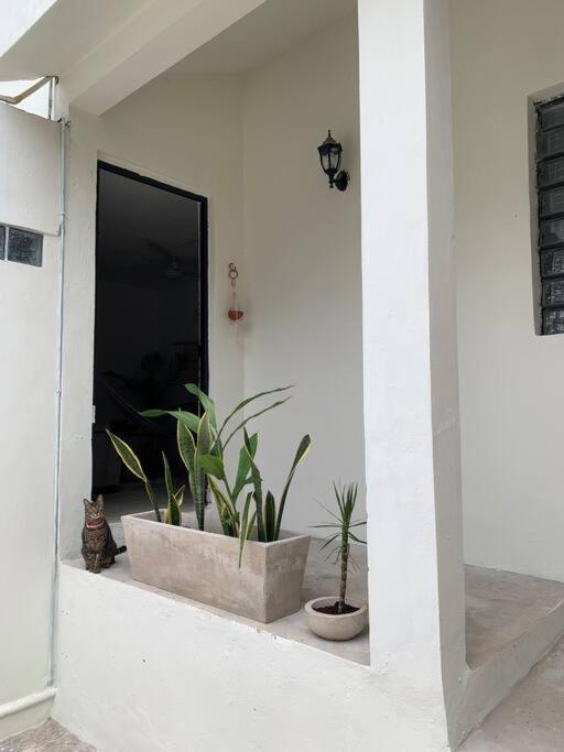 Private Full House With Pool And Cozy Patio Villa Valladolid  Eksteriør billede